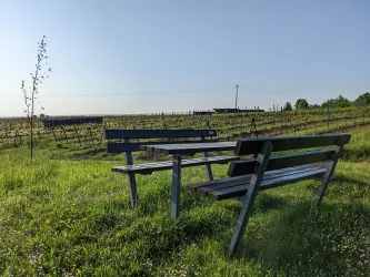 Picknickplatz in den Weinbergen