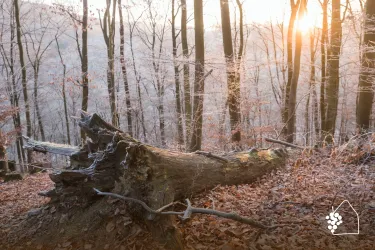 Ein ruhiger Wald mit blassen Bäumen und einem gefallenen Baumstamm im Vordergrund. Die Sonne scheint sanft durch die Bäume und beleuchtet die Szene.