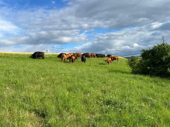 Eine Herde von Kühen grast auf einer grünen Wiese. Der Himmel ist teilweise bewölkt, was eine ruhige und ländliche Atmosphäre schafft.