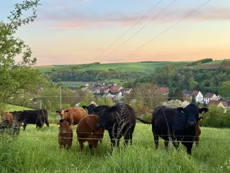 Eine Gruppe Kühe steht auf einer grünen Wiese. Im Hintergrund sind sanfte Hügel und ein Dorf zu sehen.