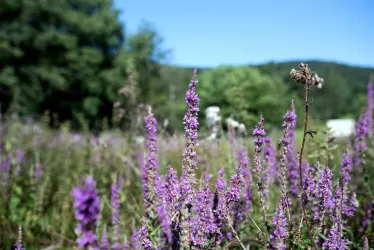 Wiese (© Tourist-Info St. Martin)