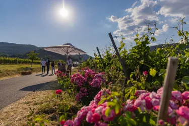 Ein schöner Weinberg mit pinken Blumen im Vordergrund. Im Hintergrund stehen Menschen unter einem Sonnenschirm.