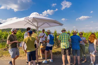 Eine Gruppe von Menschen steht unter einem Sonnenschirm in einem Weinberg. Im Hintergrund sind grüne Weinreben und ein blauer Himmel mit weißen Wolken zu sehen.