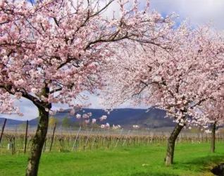 Mandelblüte