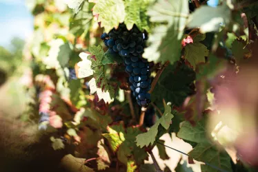 Weinberg St. Martin (© Tourist-Info St. Martin)