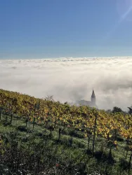 Ein wunderschöner Weinberg mit goldenen Weintrauben und einer Kirche, die aus dem Nebel ragt. Der Himmel ist blau und klar, was eine friedliche Atmosphäre schafft.