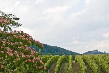 Eine malerische Weinlandschaft mit grünen Reben und einem blühenden Baum im Vordergrund. Im Hintergrund ist eine Burg auf einem Hügel zu sehen.