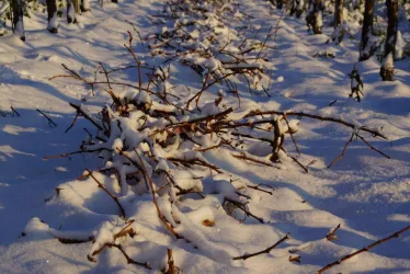 WinterStMartin2