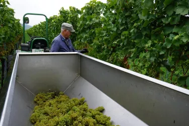 Weinlese2017 (© by LHC)