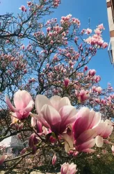 Frühling_2021