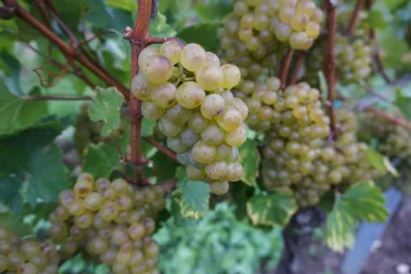 Weinlese2017 (© by LHC)