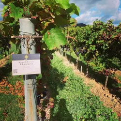 Weinbergschild