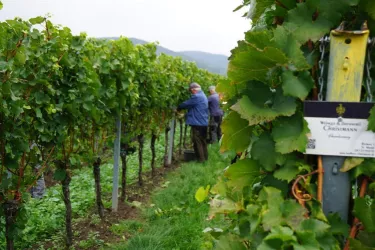 Weinlese2017 (© by LHC)