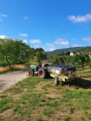 Weinlese_2022