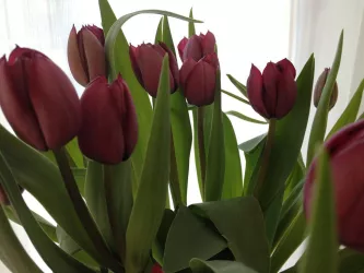 Frühling (© by LHC)