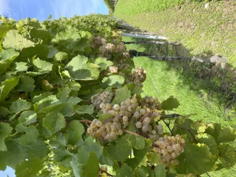Trauben