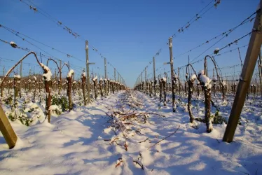 WinterStMartin