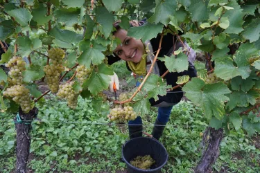 Weinlese (© by LHC)