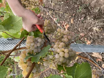 Weinlese_2022