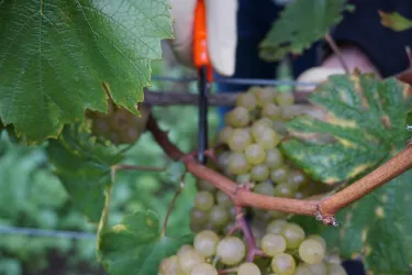 Weinlese2017 (© by LHC)