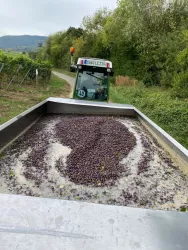 Weinlese