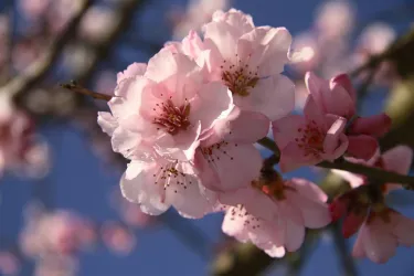 Mandelblüte