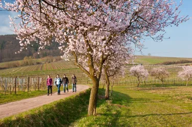 Wandern auf dem Mandelpfad (© Dominik Ketz)