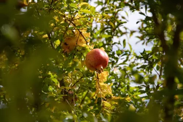 Granatapfel (© Tourist-Info St. Martin)