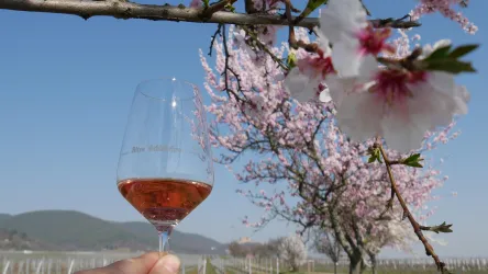 Mandelblüte  mit Wein