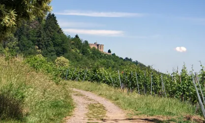 Ein malerischer Weg führt durch Weinreben hinauf zu einem historischen Gebäude auf einem Hügel. Der Himmel ist klar und die Landschaft ist grün und einladend.