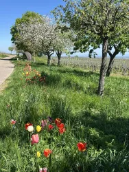 Ein malerischer Weg gesäumt von blühenden Bäumen und bunten Tulpen. Die frische grüne Wiese strahlt in der warmen Sonne.