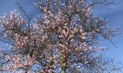 Ein blühender Baum mit vielen rosa Blüten vor einem klaren blauen Himmel. Die Szene vermittelt einen Eindruck von Frühling und Lebendigkeit.