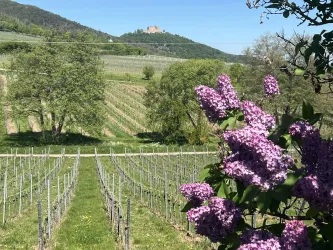 Eine malerische Weinlandschaft mit Reihen von Weinreben und blühendem Flieder im Vordergrund. Im Hintergrund ist ein Hügel mit einer Ruine zu sehen.