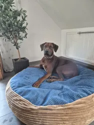 Ein brauner Hund sitzt bequem auf einem blauen Hundebett. Im Hintergrund steht eine kleine Pflanze.