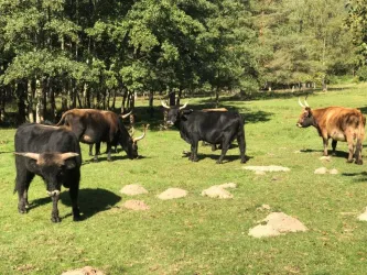 Eine Gruppe von Kühen weidet auf einer grünen Wiese. Im Hintergrund stehen einige Bäume.