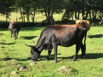 Eine Gruppe von Kühen grast auf einer grünen Wiese. Im Hintergrund sind Bäume und eine sonnige Umgebung zu sehen.