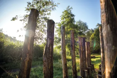 Eine malerische Waldlandschaft mit hohen Holzpfählen, die in die Höhe ragen. Im Hintergrund strahlt die Sonne durch das Blätterdach der Bäume.