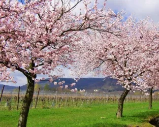 Mandelblüte (598x478)