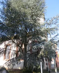 Zeder vor der evang. Kirche in Knittelsheim