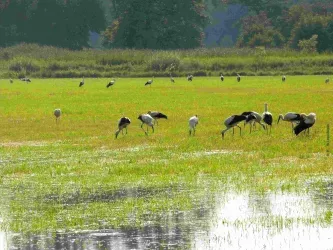Eine Wiese mit vielen Störchen, die im Wasser und im Gras nach Nahrung suchen. Im Hintergrund sind Bäume und eine grüne Landschaft zu sehen.