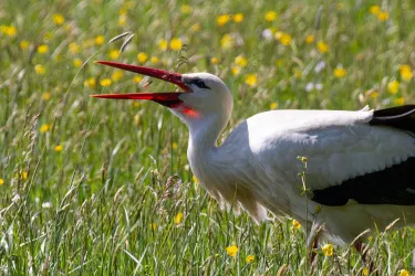 Ein Weißstorch steht auf einer Wiese voller Blumen. Er öffnet seinen Schnabel und sieht aufmerksam aus.