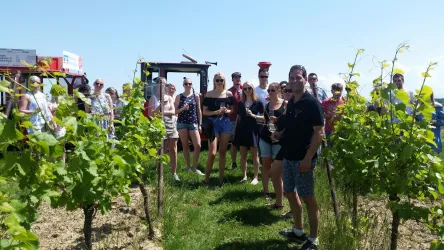Eine Gruppe von Menschen steht in einem Weinberg unter klarem Himmel. Sie genießen die Atmosphäre und feiern zwischen den Weinreben.