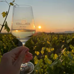 Sonnenuntergang im Weinberg