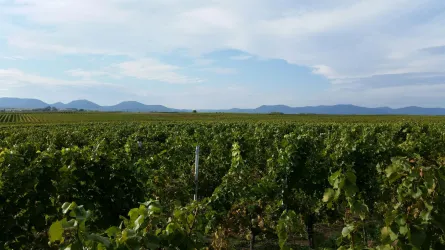 Schoppenbähnelfahrt (© Verein Südliche Weinstrasse Herxheim)