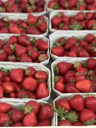 Frische Erdbeeren in mehreren Körben. Die Früchte sind saftig und rot, bereit zum Verzehr.