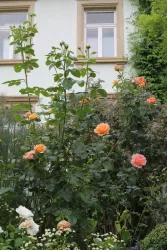 Außenansicht 3