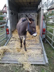 Nikolausmarkt Venningen 04 (© Silke Muffang)