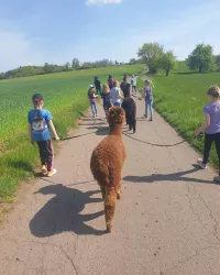 Alpaka-Wandergeruppe