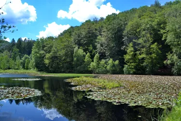 Seerosenweiher Moosbachtal 2