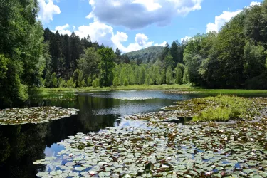 Seerosenweiher Moosbach